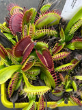 Dionaea «GJ Giant Form»
