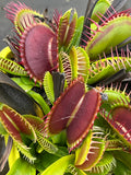 Dionaea «GJ Giant Form»
