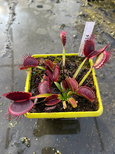 Dionaea «G14»
