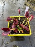 Dionaea «G14»