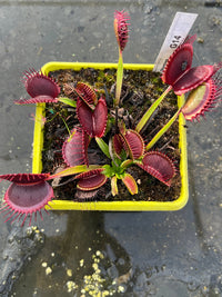 Dionaea «G14»