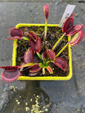 Dionaea «G14»
