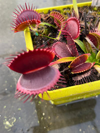 Dionaea «G14»
