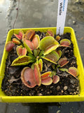 Dionaea «Whale»