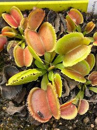 Dionaea «Whale»