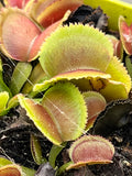 Dionaea «Whale»