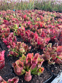 Sarracenia Purpurea (Richmond Co, NY)