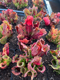 Sarracenia Purpurea (Richmond Co, NY)