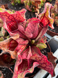 Sarracenia Purpurea (Richmond Co, NY)