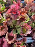 Sarracenia Purpurea (Richmond Co, NY)
