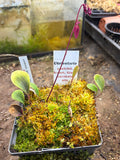 Utriculaire Quelchii Armuri Giant, Uncinata Site