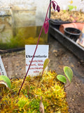 Utriculaire Quelchii Armuri Giant, Uncinata Site