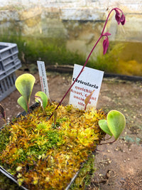 Utriculaire Quelchii Armuri Giant, Uncinata Site