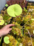 Utriculaire Cornigera