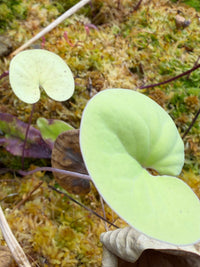 Utriculaire Cornigera