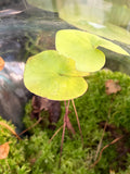 Utriculaire Cornigera