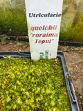 Utriculaire Quelchii « Roraima Tepui»