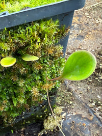 Utriculaire Quelchii « Roraima Tepui»