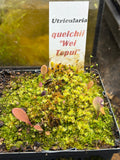 Utriculaire Quelchii « Wei Tepui»