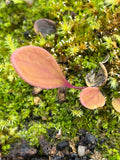 Utriculaire Quelchii « Wei Tepui»