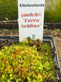 Utriculaire Quelchii «Cerro Neblina»