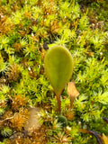 Utriculaire Quelchii «Cerro Neblina»
