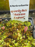 Utriculaire Quelchii «Auyan Tepui»