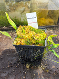 Utriculaire Praetermissa