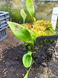 Utriculaire Praetermissa