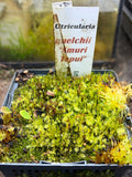 Utriculaire Quelchii «Amuri Tepui»