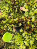 Utriculaire Quelchii «Amuri Tepui»