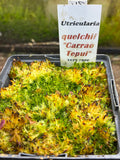 Utriculaire Quelchii « Carrao Tepui»