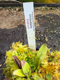 Utriculaire Endresii