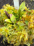 Utriculaire Endresii