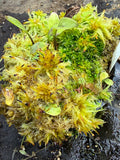 Utriculaire Endresii