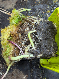 Utriculaire Cornigera