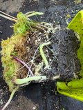 Utriculaire Cornigera