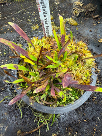 Utriculaire Longifolia Var.forgetiana