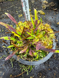 Utriculaire Longifolia Var.forgetiana