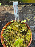 Utriculaire Reniformis «small form »
