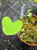 Utriculaire Reniformis «small form »