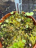 Utriculaire Reniformis «small form »