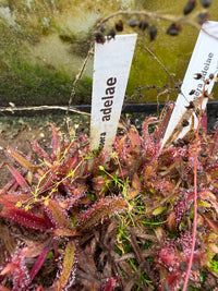 Droséra Adelae