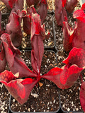 Sarracenia Purpurea ssp Purpurea X Venosa Var. Burkii