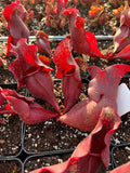 Sarracenia Purpurea ssp Purpurea X Venosa Var. Burkii