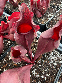 Sarracenia Purpurea ssp Purpurea X Venosa Var. Burkii