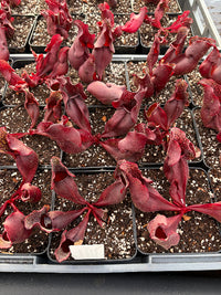 Sarracenia Purpurea ssp Purpurea X Venosa Var. Burkii