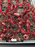 Sarracenia Purpurea ssp Purpurea X Venosa Var. Burkii