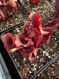 Sarracenia Purpurea ssp Venosa Red form