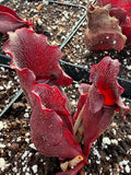 Sarracenia Purpurea ssp Venosa Red form